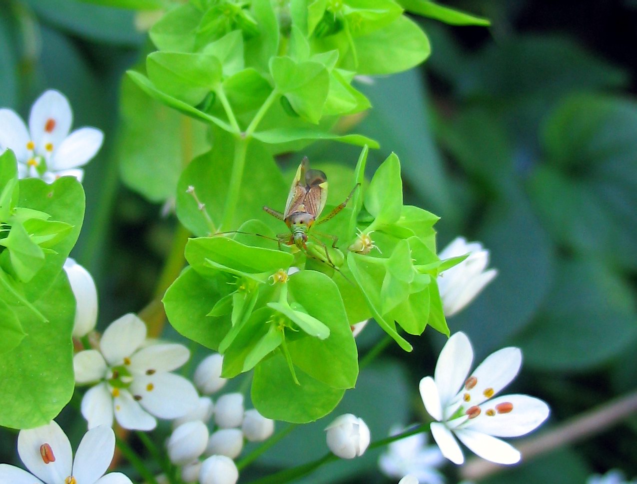 Closterotomus trivialis, C.norwegicus (Heteroptera, Miridae)